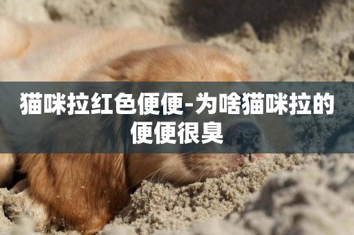 貓咪拉紅色便便-為啥貓咪拉的便便很臭