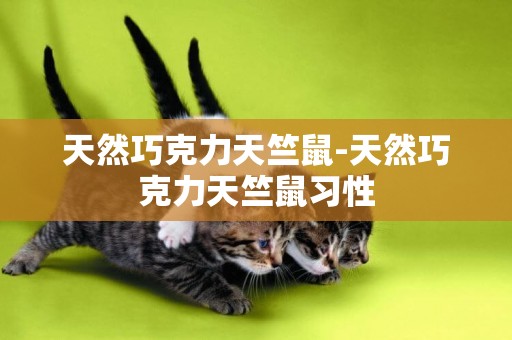 天然巧克力天竺鼠-天然巧克力天竺鼠習性