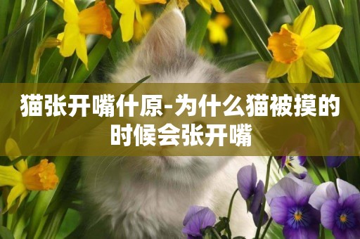 貓張開嘴什原-為什么貓被摸的時候會張開嘴