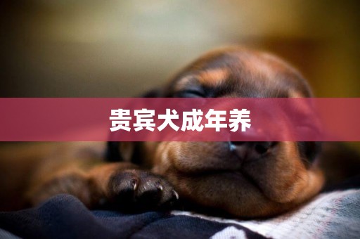 貴賓犬成年養
