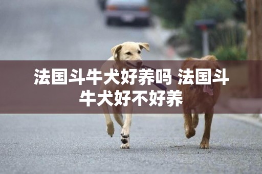 法國斗牛犬好養嗎 法國斗牛犬好不好養