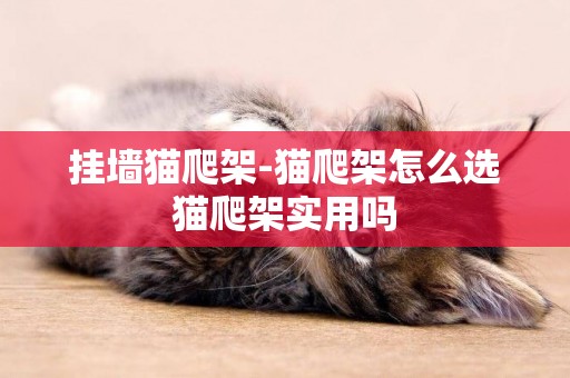 掛墻貓爬架-貓爬架怎么選貓爬架實用嗎