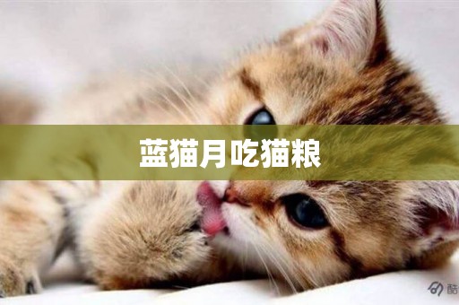藍貓月吃貓糧