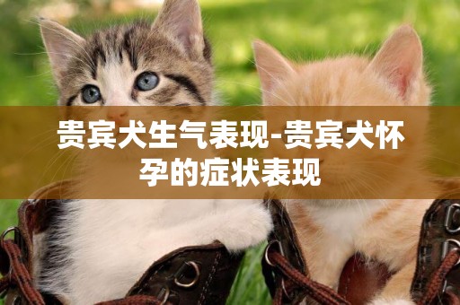 貴賓犬生氣表現-貴賓犬懷孕的癥狀表現