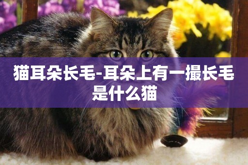 貓耳朵長毛-耳朵上有一撮長毛是什么貓