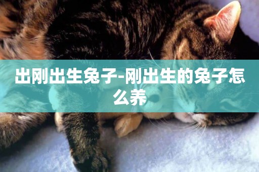 出剛出生兔子-剛出生的兔子怎么養