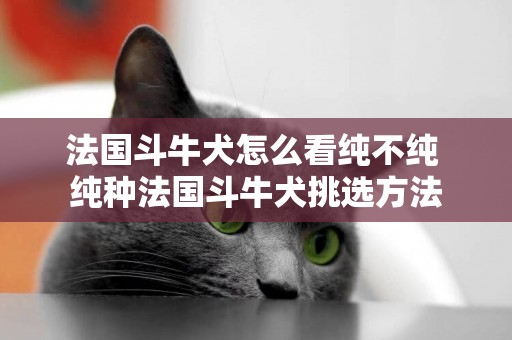 法國斗牛犬怎么看純不純 純種法國斗牛犬挑選方法