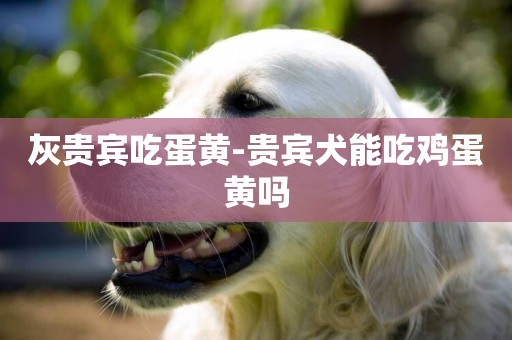 灰貴賓吃蛋黃-貴賓犬能吃雞蛋黃嗎