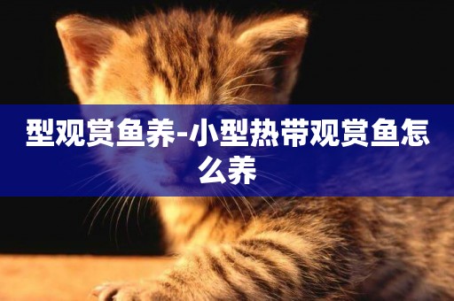 型觀賞魚養-小型熱帶觀賞魚怎么養