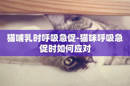 貓哺乳時呼吸急促-貓咪呼吸急促時如何應對