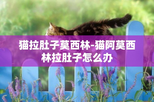 貓拉肚子莫西林-貓阿莫西林拉肚子怎么辦