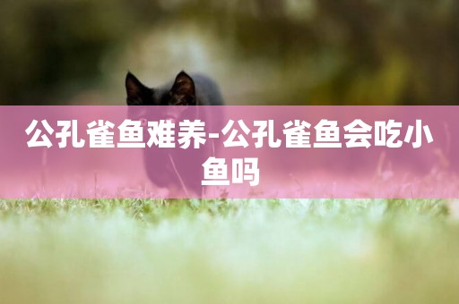公孔雀魚難養-公孔雀魚會吃小魚嗎