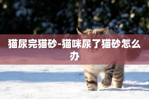 貓尿完貓砂-貓咪尿了貓砂怎么辦
