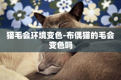 貓毛會環境變色-布偶貓的毛會變色嗎