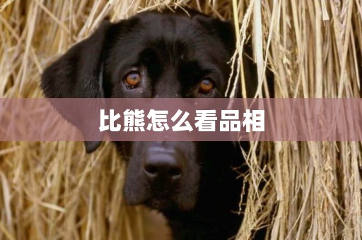 比熊怎么看品相