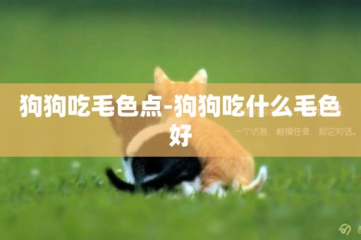 狗狗吃毛色點-狗狗吃什么毛色好