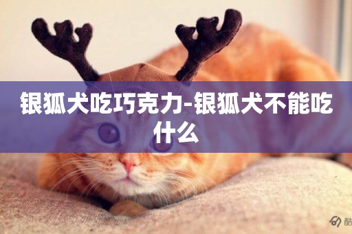 銀狐犬吃巧克力-銀狐犬不能吃什么