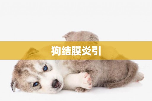 狗結膜炎引