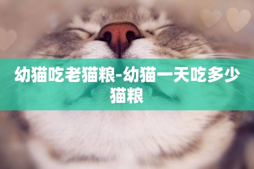 幼貓吃老貓糧-幼貓一天吃多少貓糧