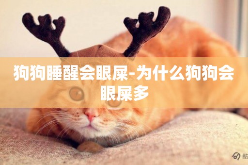狗狗睡醒會眼屎-為什么狗狗會眼屎多