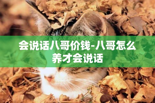 會說話八哥價錢-八哥怎么養才會說話