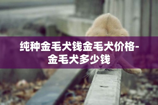 純種金毛犬錢金毛犬價格-金毛犬多少錢