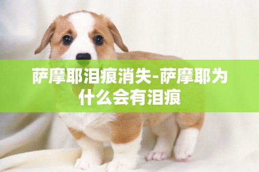 薩摩耶淚痕消失-薩摩耶為什么會有淚痕