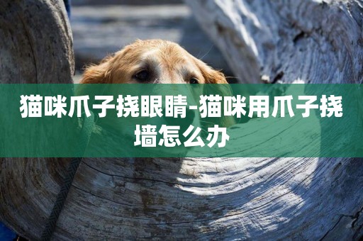 貓咪爪子撓眼睛-貓咪用爪子撓墻怎么辦
