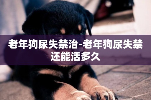 老年狗尿失禁治-老年狗尿失禁還能活多久