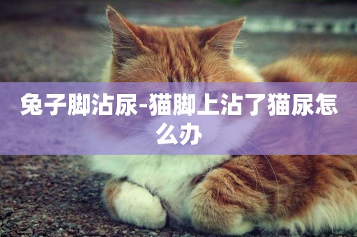 兔子腳沾尿-貓腳上沾了貓尿怎么辦