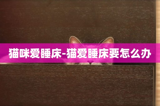 貓咪愛睡床-貓愛睡床要怎么辦