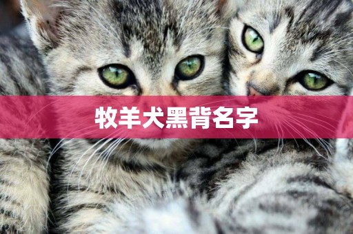 牧羊犬黑背名字