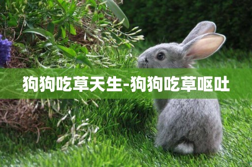 狗狗吃草天生-狗狗吃草嘔吐