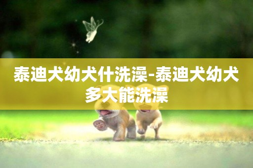 泰迪犬幼犬什洗澡-泰迪犬幼犬多大能洗澡