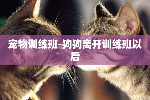 寵物訓練班-狗狗離開訓練班以后