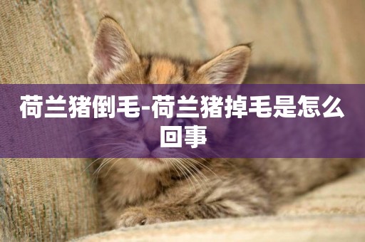 荷蘭豬倒毛-荷蘭豬掉毛是怎么回事