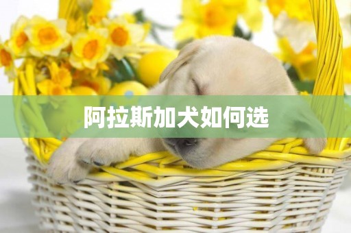 阿拉斯加犬如何選