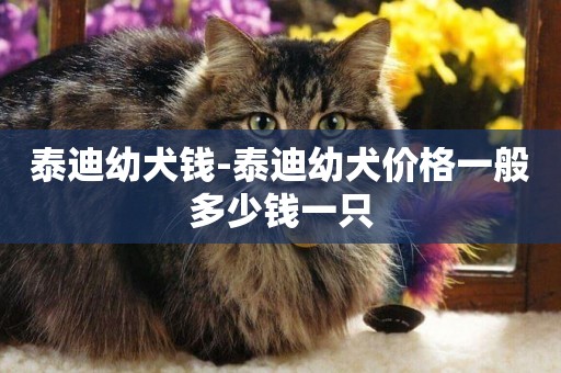 泰迪幼犬錢-泰迪幼犬價格一般多少錢一只