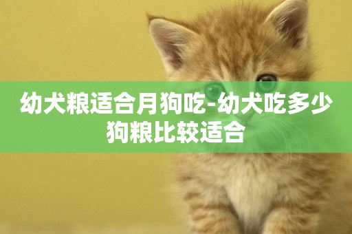 幼犬糧適合月狗吃-幼犬吃多少狗糧比較適合