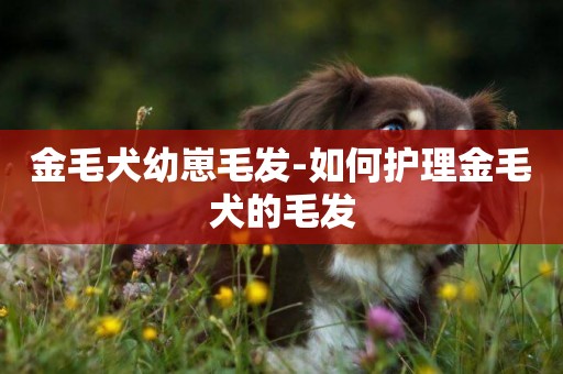 金毛犬幼崽毛發-如何護理金毛犬的毛發