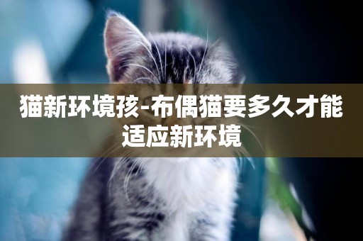 貓新環境孩-布偶貓要多久才能適應新環境