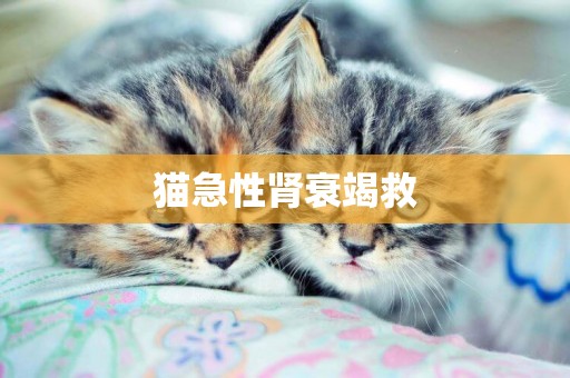 貓急性腎衰竭救
