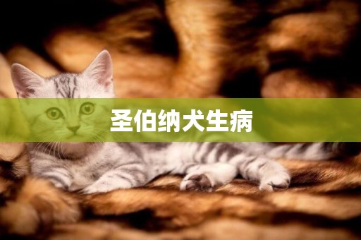 圣伯納犬生病
