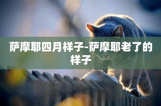 薩摩耶四月樣子-薩摩耶老了的樣子