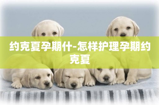 約克夏孕期什-怎樣護理孕期約克夏