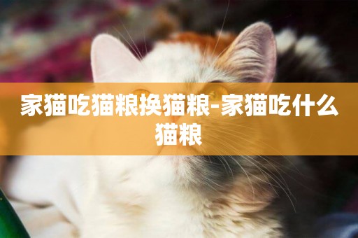 家貓吃貓糧換貓糧-家貓吃什么貓糧