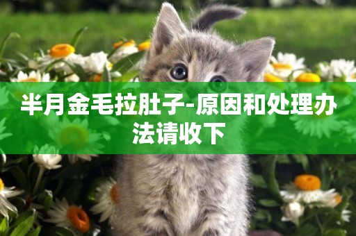 半月金毛拉肚子-原因和處理辦法請收下