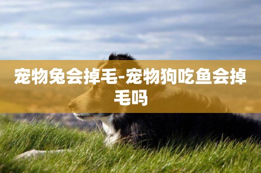 寵物兔會掉毛-寵物狗吃魚會掉毛嗎