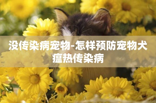 沒傳染病寵物-怎樣預防寵物犬瘟熱傳染病