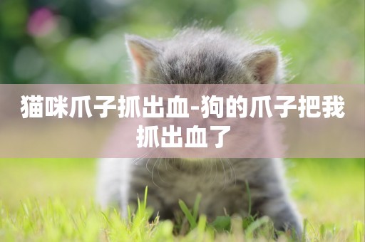 貓咪爪子抓出血-狗的爪子把我抓出血了